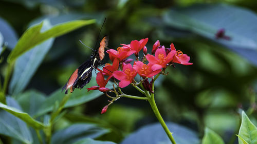 Close-up of pink flowering plant