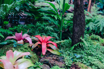 Close-up of pink flowering plant