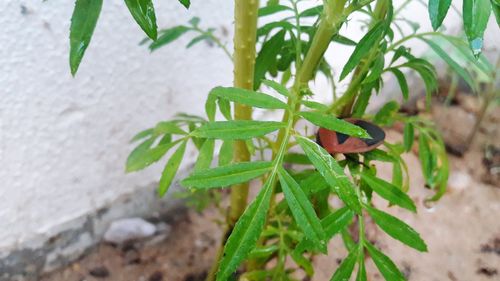 Close-up of insect on plant