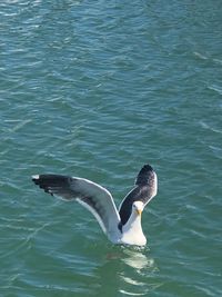 High angle view of seagull swimming in sea