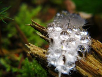 Close-up of ice on leaf