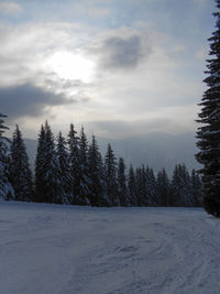 Trees in forest against sky during winter