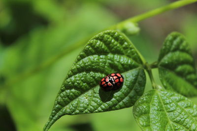 Close-up of ladybug on leaf