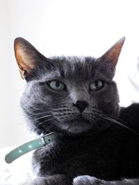 Close-up portrait of cat against white background