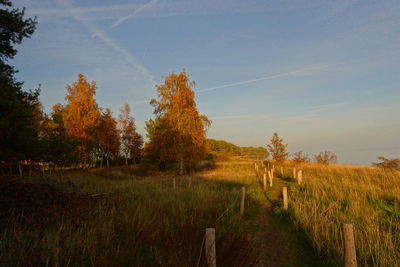 Trees on dunes against sky