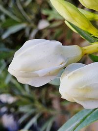 Close-up of white flowers