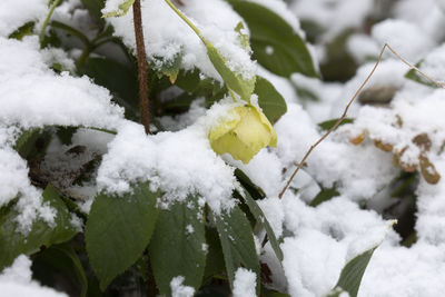 Close-up of snow covered plants