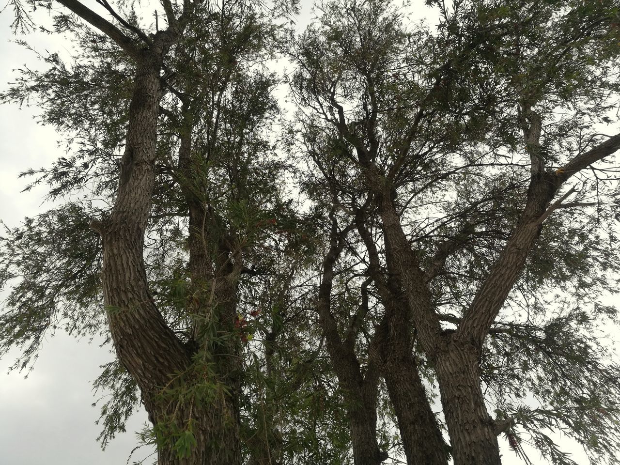 tree, tree trunk, low angle view, growth, branch, nature, day, outdoors, no people, beauty in nature, forest, sky