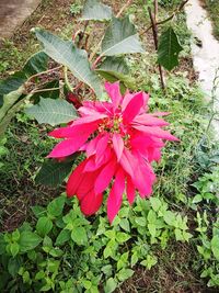 Close-up of pink flower