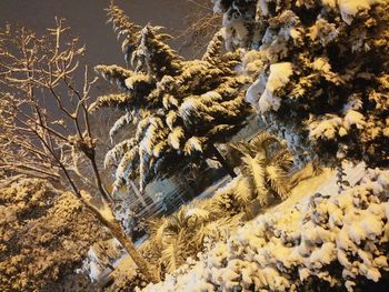 Close-up of snow on tree