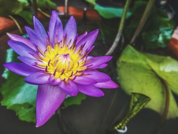 Close-up of purple lotus water lily
