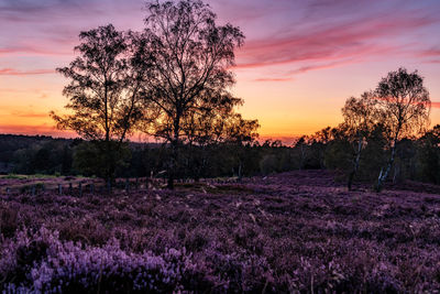 Trees on field against sky during sunset