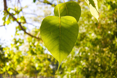 Low angle view of leaves on tree