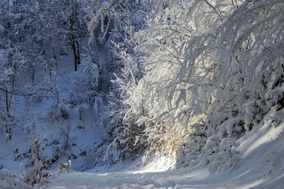 Snow covered land and trees