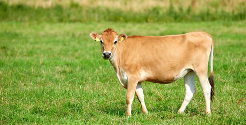 Horse grazing on field