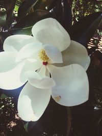 Close-up of flowers blooming on tree