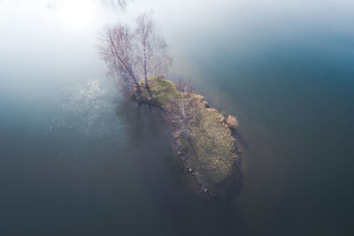 High angle view of bare trees amidst sea during foggy weather