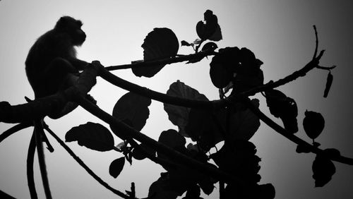 Low angle view of silhouette perching on tree against sky