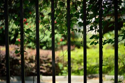 Trees against fence