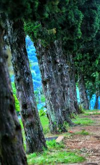 Trees growing on field in forest