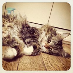 Close-up of cat sleeping