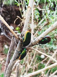 Close-up of insect perching on branch