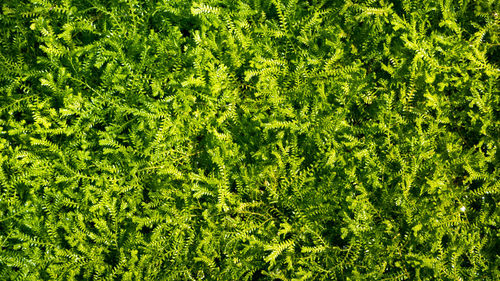 Full frame of green leaves, closeup of ferns mix up, green wall