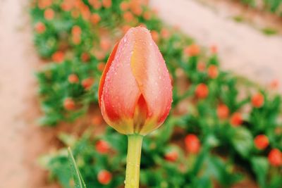 Close-up of flower blooming outdoors