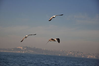 Low angle view of seagulls flying over sea against sky