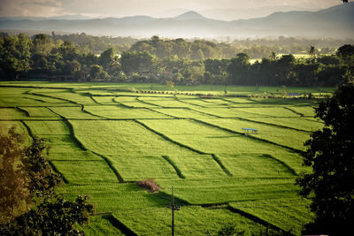 Scenic view of agricultural field against sky