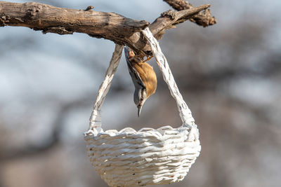 Close-up of rope tied up on branch