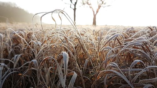 Crops growing on field against sky