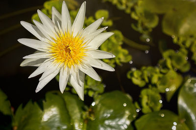 Close-up of white flower in water