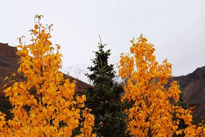 Close-up of yellow autumn tree against sky