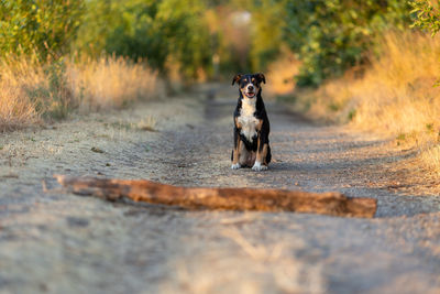 Dog running on field