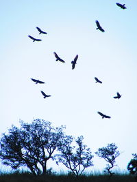 Low angle view of birds flying in sky