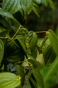 Close-up of plant