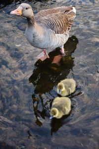 Duck in lake