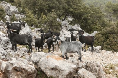 Goats on rock