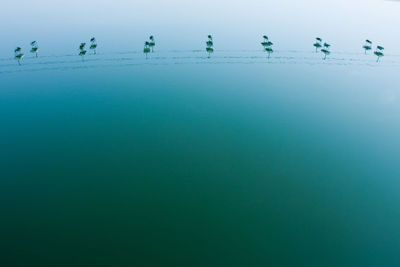 Low angle view of birds in flight