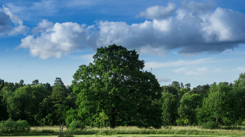 Trees on field against sky