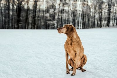 Dog on snow covered land