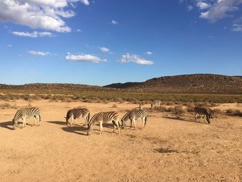 Horses on landscape against blue sky