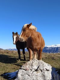 Cow standing on rock against blue sky