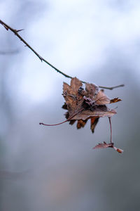 Close-up of dry leaves on branch