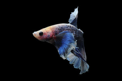 Close-up of fish in sea against black background