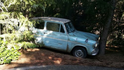 Car on tree