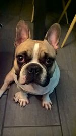 High angle portrait of a dog at home