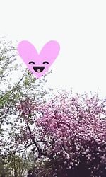 Close-up of pink flowers against clear sky