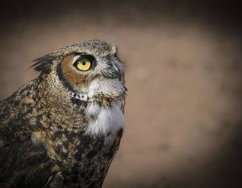 Close-up portrait of owl